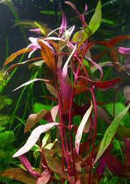 Image result for Alternanthera sessilis