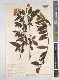 Image result for Microglossa densiflora