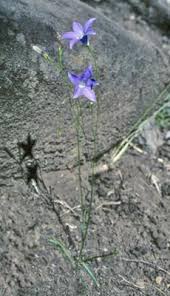 Image result for Wahlenbergia ramosissima