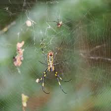 Check spelling or type a new query. What Are These Spiders Doing Here Ung Team Studying Invasive Joro Spiders In Northeast Georgia Gainesville Times