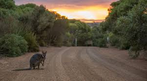 Vivonne Bay Kangaroo Island Picture By Greg Snell Wildlife Caretaker Kangaroo Island Island Pictures Country Roads