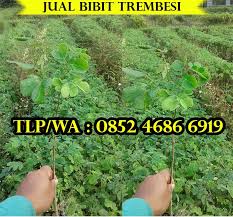 Kami melayani kerjasama dengan instansi pemerintah/swasta untuk. Jual Bibit Trembesi Medium