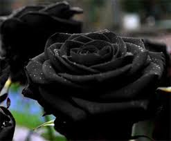 Black Rose Meaning Black Roses Has Mutiple Meaning Inside It Black Rose Is Actually A Darker Shade Of Purple Maro Black Rose Flower Rose Seeds Black Flowers