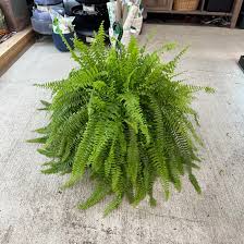 Image result for Nephrolepis exaltata