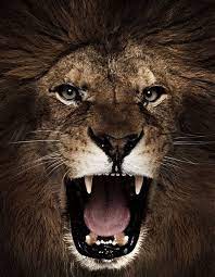 Image Result For Lion Roaring Front View Lion Lion Pictures African Wildlife