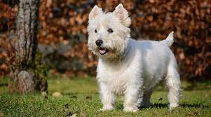 West Highland Terrier Vs Cairn Terrier Breed Differences Similarities