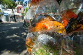 How Long Can Fish Live In A Bag Fish Tank Master