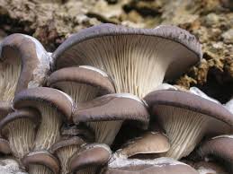 Pilze Selber Anbauen So Geht S Pilze Im Garten Pilze Zuchten Pilze