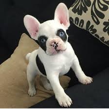 French Bulldog Black And White Blue Eyes Baby Blue Eyed French Bulldog Puppy Buldog Bulldog Puppies French Bulldog Puppies Cute Baby Animals