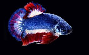 The Most Expensive Betta Fish Nice Betta Thailand Co Ltd In 2020 Betta Fish Betta Betta Fish Tank