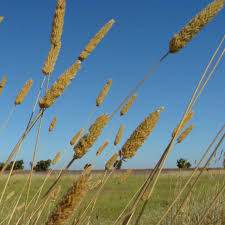 Image result for Phalaris