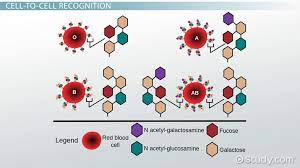 Maybe you would like to learn more about one of these? Glycoprotein Function In The Cell Membrane Video Lesson Transcript Study Com