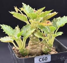 Image result for Dorstenia barnimiana
