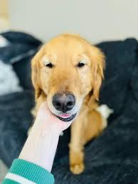 Two females Walworth rehoming