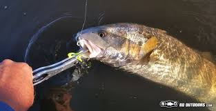 Check spelling or type a new query. How To Fillet A Redfish Or Other Inshore Fish Bdoutdoors Bloodydecks