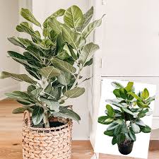 Image result for Ficus demeusei