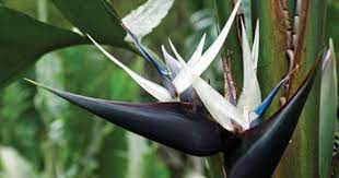 Black And White Bird Of Paradise Plant I Love This Flower Birds Of Paradise Plant Birds Of Paradise Flower Plants