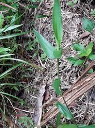 Image result for Acroceras zizanioides