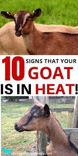 How To Tell If Your Goat Is In Heat 10 Signs The Organic Goat Lady Breeding Goats Raising Goats Goats