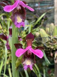 Image result for Eulophia horsfallii