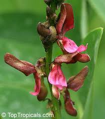 Image result for Indigofera dyeri
