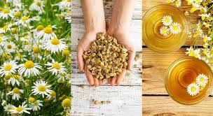 Plant chamomile seeds after danger of frost and harvest the flowers as they appear. 12 Reasons To Grow Chamomile 7 Brilliant Recipes