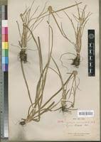 Image result for Kyllinga albiceps