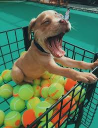 Pin By Ece Su Erdogan On Wild In 2020 Animals Fur Babies Dogs