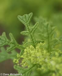 Image result for Dysphania schraderiana