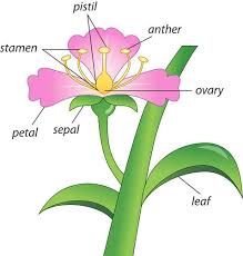 Why do plants have male and female parts? Flower A Fascinating Organ Of Angiosperms Parts Of A Flower Read User Generated Content Ck 12 Foundation