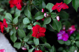 Image result for Impatiens mildbraedii