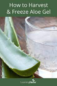 How To Harvest And Freeze Aloe Vera Gel Aloe Vera Gel Aloe Gel Herbal Medicine