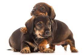 He is kc registered with a 5 generation champion pedigree, he is pra clear and fully vaccinated (including kennel cough). Dachshund Dog Owner Guide Breed Information Dog Training And Health