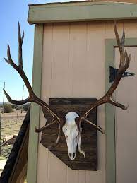 First i drew two overlapping circles onto the luan to make a nice teardrop shape. European Elk Mount On My Reclaimed Lumber Arizona Plaque Elk Antler Decor European Elk Mount European Mount Ideas