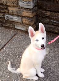 Black And White Husky Shepherd Mix Gerberian Shepsky We Are Going To Look At Some Pups This Week German Shepherd Husky Mix German Shepherd Husky Husky Mix