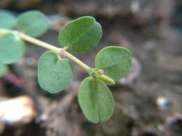 Image result for Euphorbia serpens
