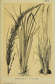 Image result for Sporobolus natalensis