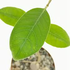 Image result for Raphionacme lanceolata