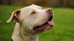 Below are the different dog breeds with any fawn in their coat. Types Of Pitbulls Differences Appearances Traits Pictures