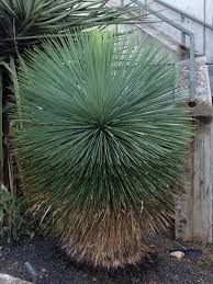 Image result for Lebeckia linearifolia