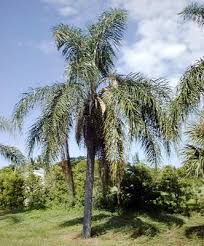 Image result for Syagrus romanzoffiana