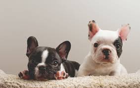 Find great deals on ebay for french bulldog puppy. Why Are French Bulldogs So Expensive Greenfield Puppies