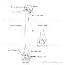 Image result for Humerus Bone