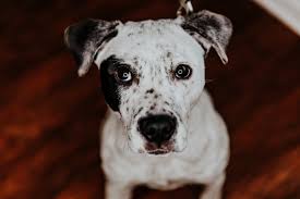 Our dedicated and compassionate volunteers are essential to this mission. Pets For Adoption At Jackson Animal Care Center In Jackson Tn Petfinder