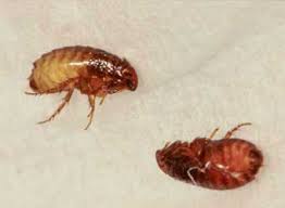 If you have ever dealt with fleas then you understand they are definitely a nuisance. Flea Treatment And Management Services Pete S Pest Control Toowoomba