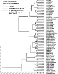Image result for Antopetitia abyssinica