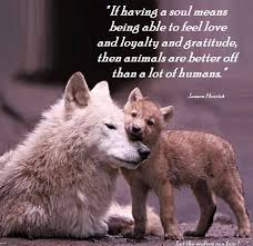 Wolf Love Wolf Quotes Lone Wolf Quotes Animal Quotes