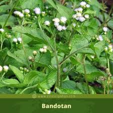 We did not find results for: 60 Pohon Gulma Atau Rumput Liar Lengkap Dengan Nama Dan Gambar Ciriciripohon Com