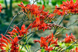 ***very deer resistant, **usually deer resistant, *can be deer resistant but depends on deer population, try one first. Crocosmia Montbretia