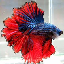 Betta Fish Cupang Indonesia Betta Ikan Cupang Ikan